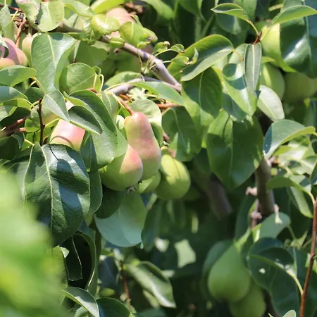 Green Villa בית הארחה *