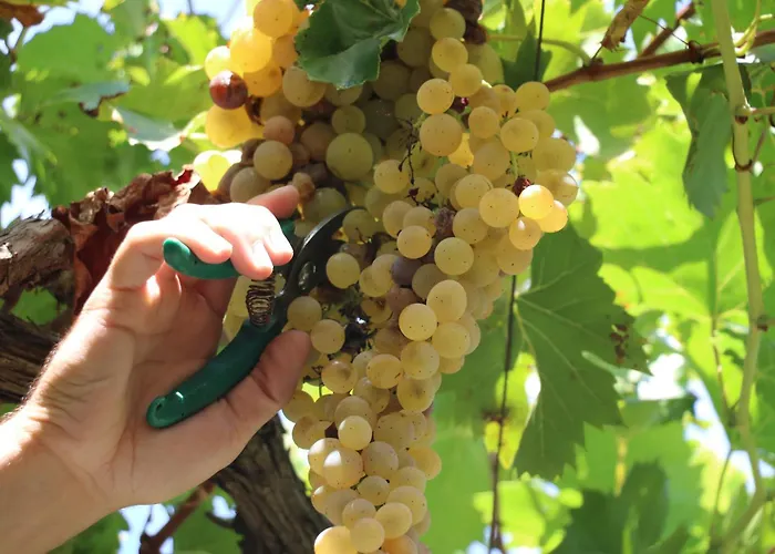 Green Villa Velipojë