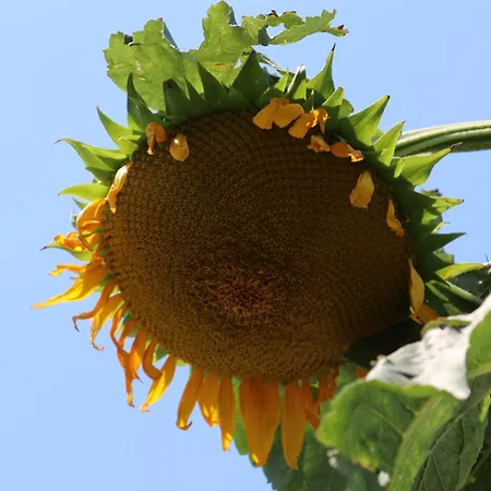 Green Villa Maison d'hôtes *