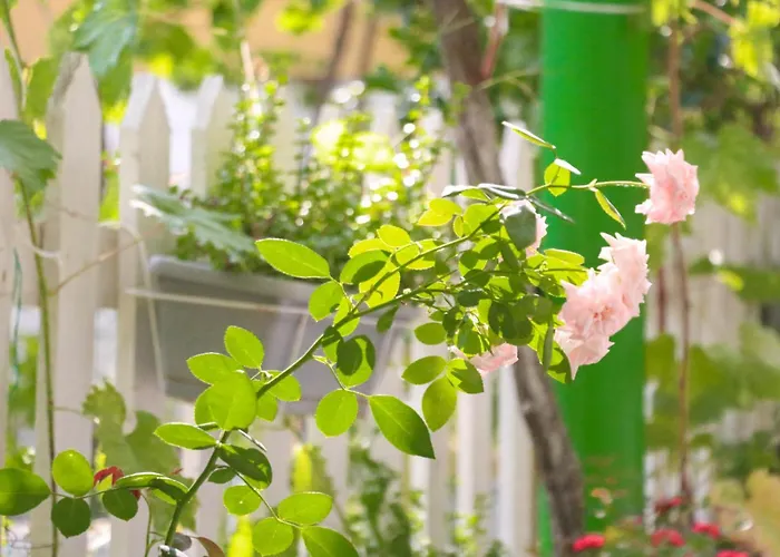 Green Villa Velipojë