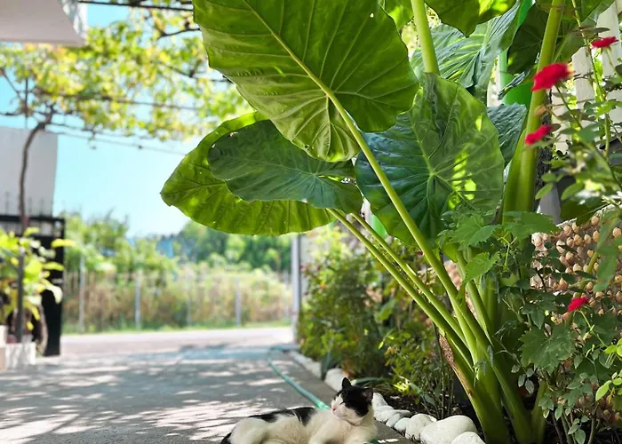 Maison d'hôtes Green Villa