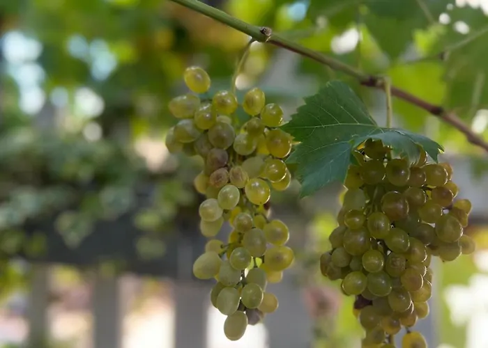 Maison d'hôtes Green Villa