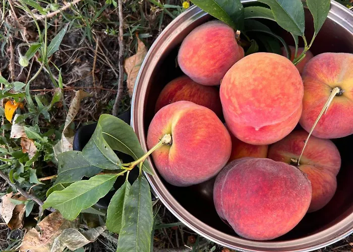 Maison d'hôtes Green Villa