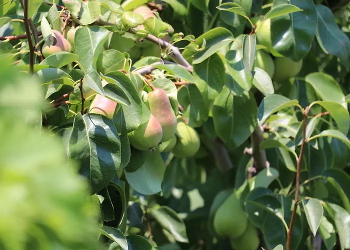 Green Villa Maison d'hôtes *