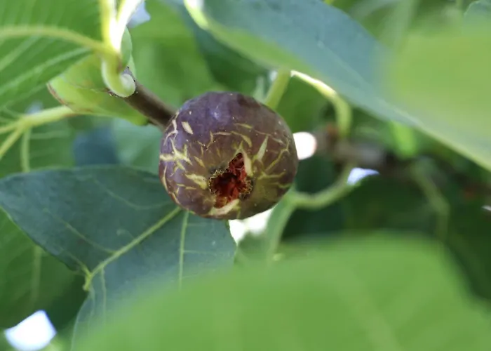 Maison d'hôtes Green Villa Velipojë