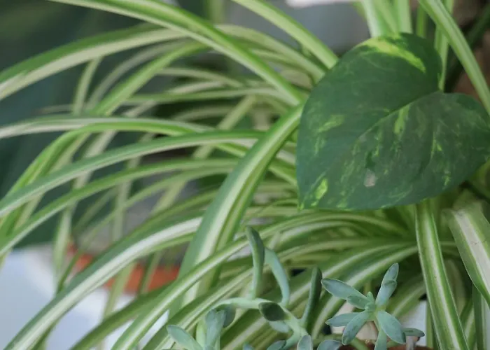 Maison d'hôtes Green Villa