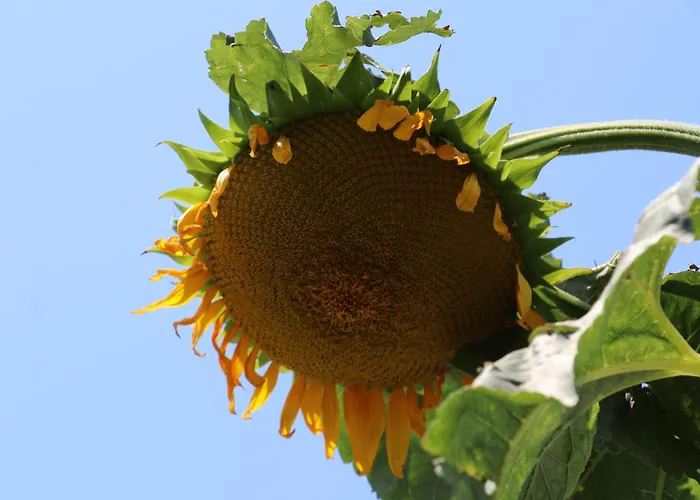 Green Villa Maison d'hôtes *