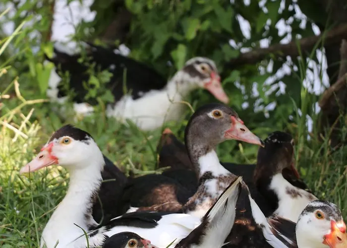 Green Villa Maison d'hôtes